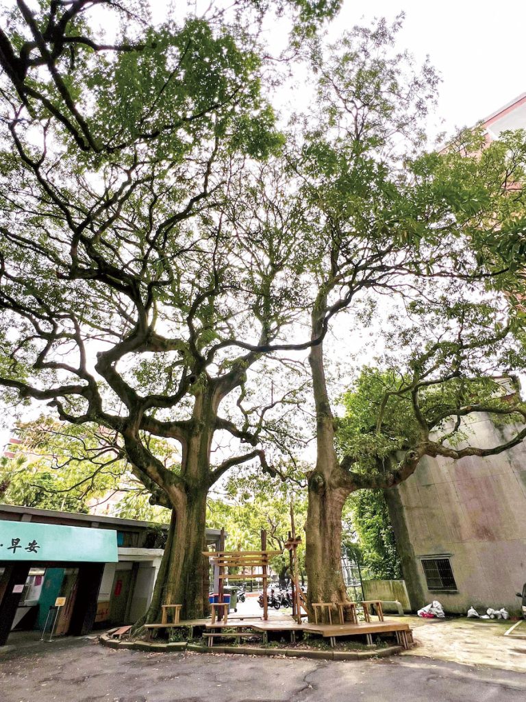 建國中學福利社旁兩棵壯觀的黑板樹,擁有完整強壯的結構枝。