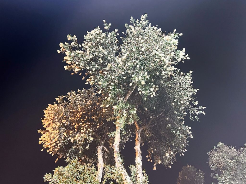 秋夜盛花的白千層，安靜而華麗。
