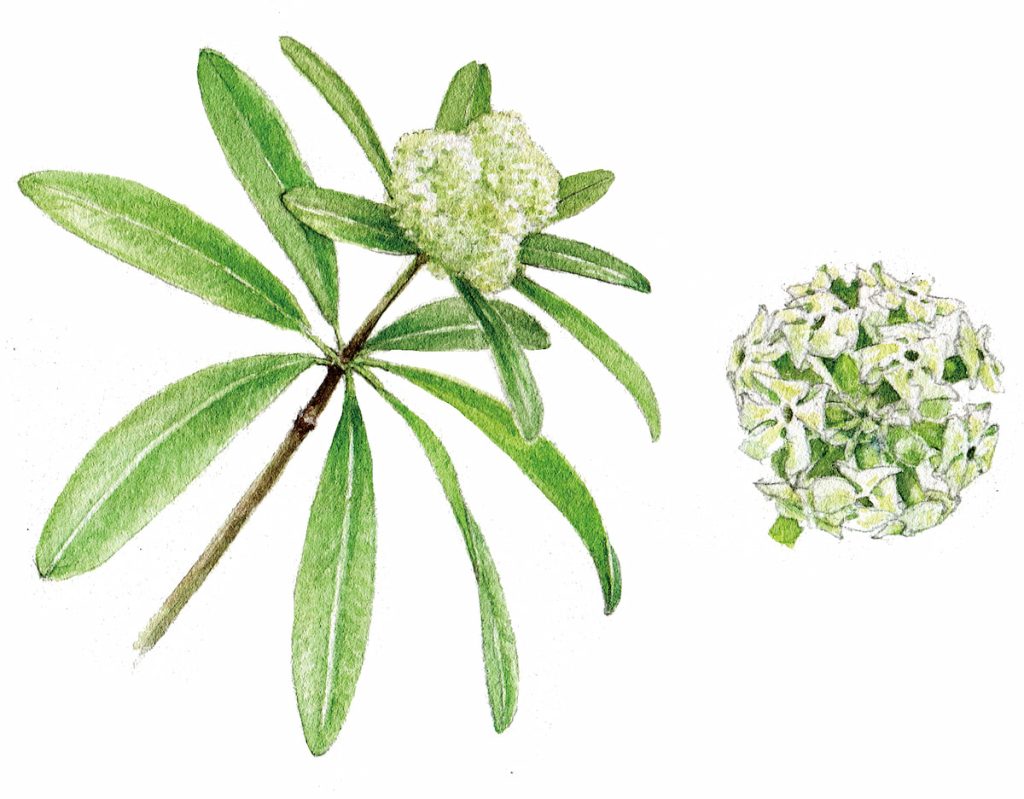 黑板樹的花序與輪生的葉片，雖然很多是七葉一輪，但並不一定。