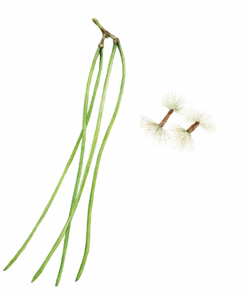 黑板樹細長的果實,以及兩端都具種髮,能空飄的種子。