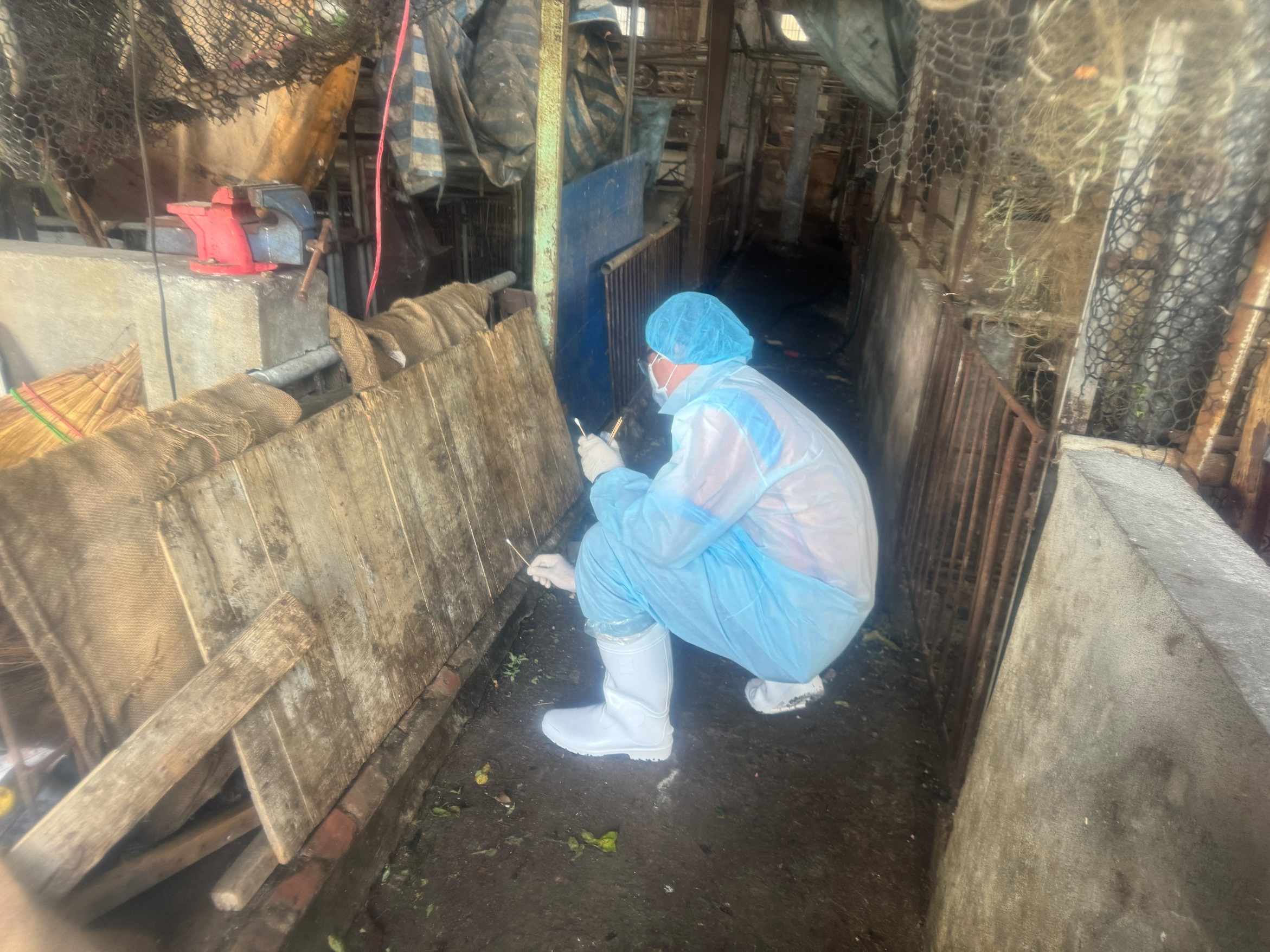 [黑特] 台中養豬場實際死豬為78頭非116頭