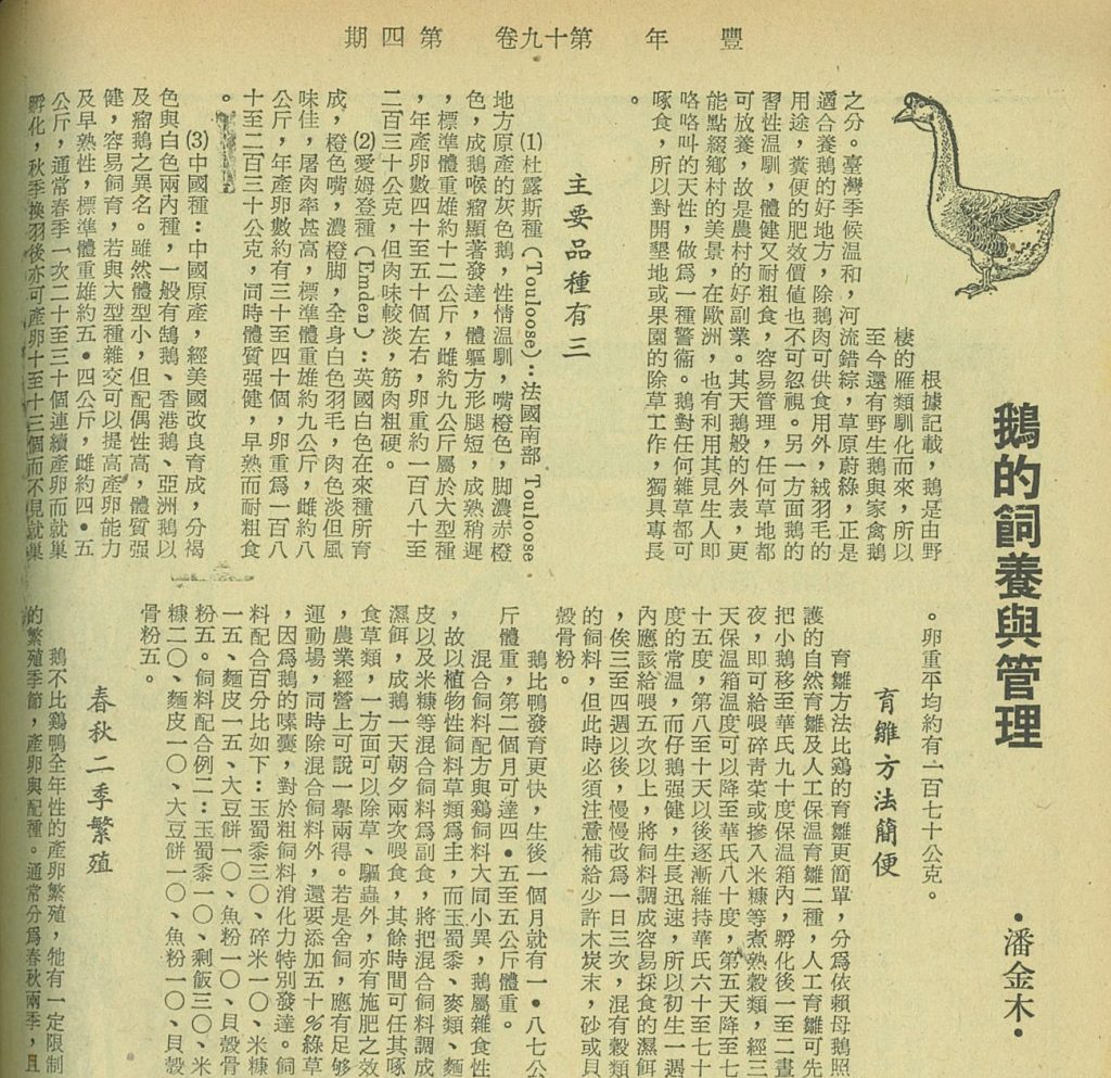 在引進國外鵝種之前，《豐年》就曾在1970年介紹過土魯斯鵝與愛姆登鵝。（圖片來源╱翻攝自豐年第19卷第4期，1969年2月16日出版）