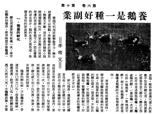 1950年代，畜牧學者季培元曾在《豐年》撰文，提倡養鵝作為農家副業的優點。（圖片來源／翻攝自豐年第6卷第10期，1956年5月16日出版）