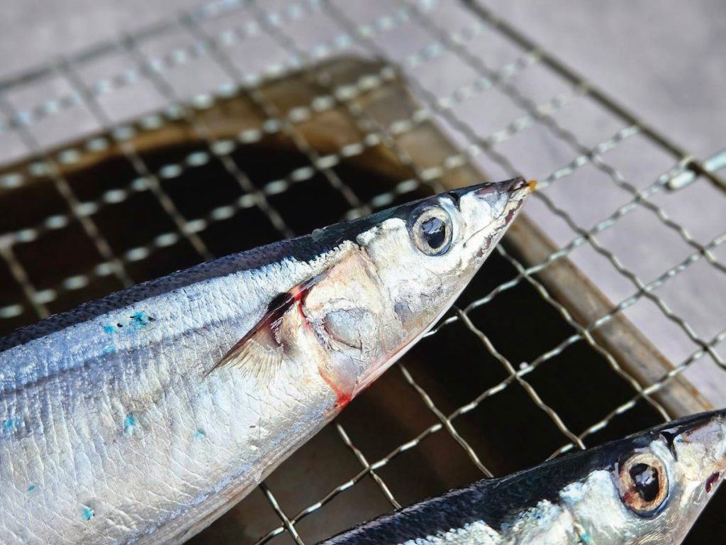 2 秋刀魚表面洗淨,抹上薄鹽,放在抹油的烤網上,入烤箱180°C 烤20分鐘,再升溫到200°C烤到表面焦黃,烤網底下請一定要墊鐵盤,以防油脂滴落難以清理。
3 等魚皮烤得金黃起泡、筷子可以輕易穿透魚身時,就可以盛盤享用了。滴上酸桔或是青橘汁都很好,很遺憾照片裡只有哇沙米醬油,平庸如我,終究不是佐藤春夫。