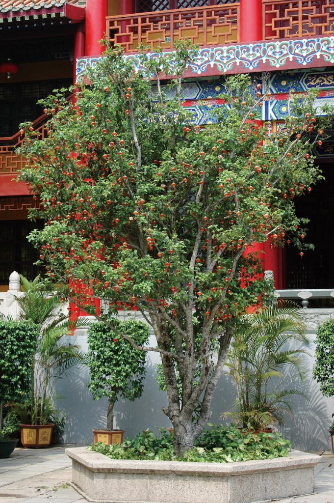 桂花樹過去常植於亭臺樓閣等建築物旁，有時在廟宇附近也可見到。