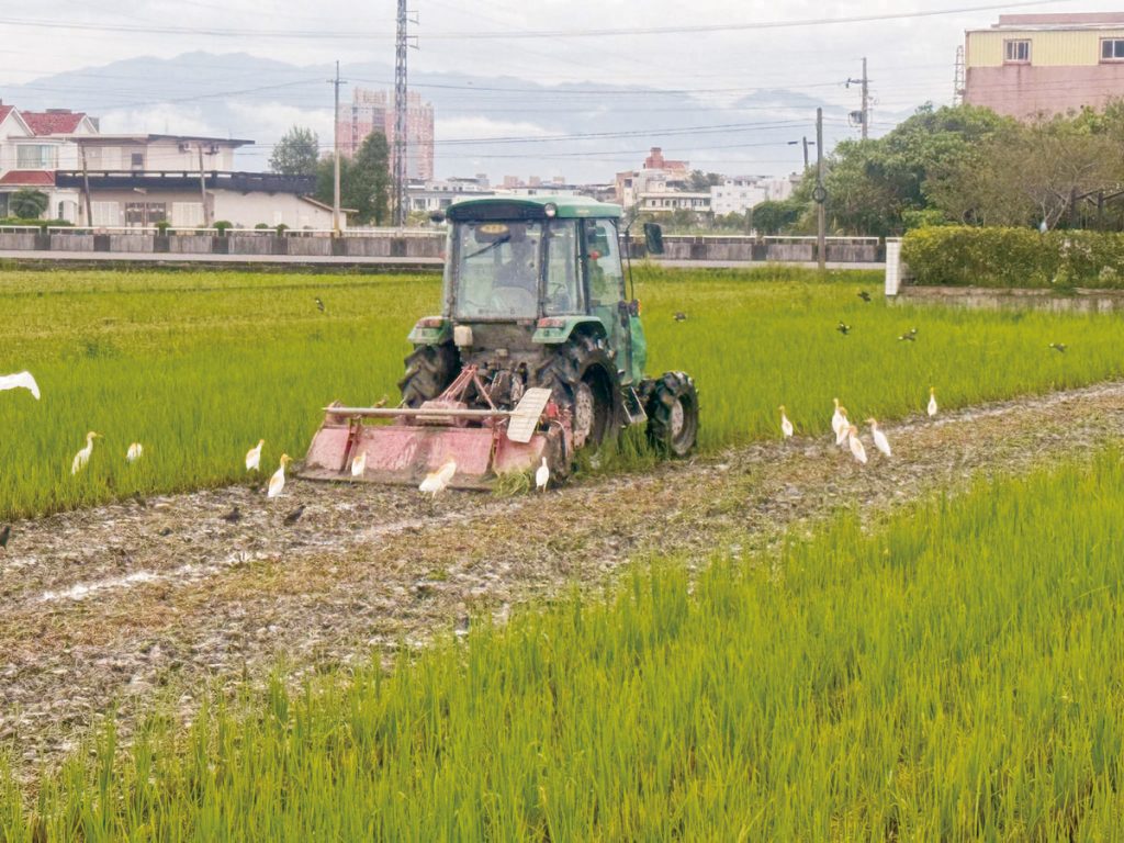 花愛現的香噴噴白米飯,除了「文晴農場」的有機日晒米、黑米、紅藜麥,也有自家農地的友善稻作,花花九十三歲的舅公仍老當益壯在田間勞動。