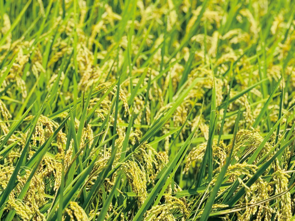 在產地感受稻穗的飽滿和日光的曝晒,更能理解風土何來。