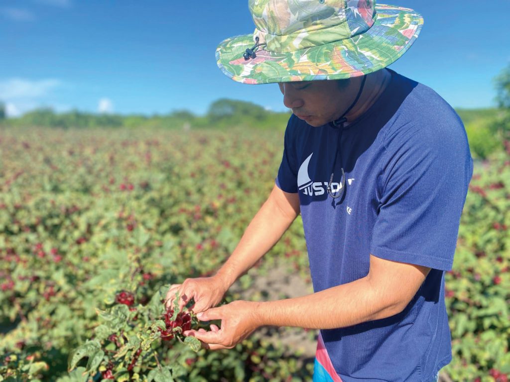 酸酸甜甜的洛神花用量很大,除了自家種植以外,也會與壯圍洛神農家配合,支持在地農友。