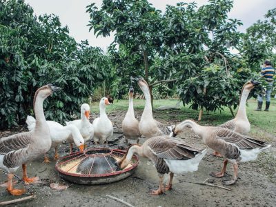 圖片中白色、短頸（左二到左四）的白羅曼鵝，是臺灣主要飼養品種，取代圖中頸部修長、體色帶褐色、灰色的華鵝，但仍有養鵝戶同時飼養兩種。（攝影╱梁偉樂）