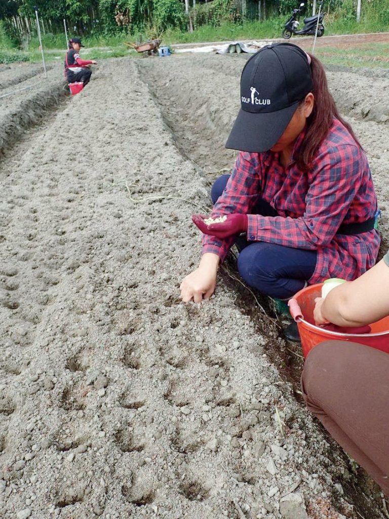 農友於田間採收火蔥，自留種球之後持續種植。