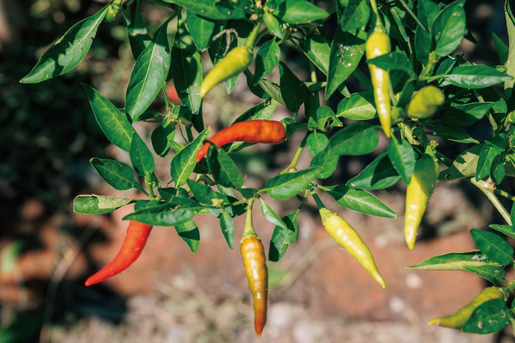自家栽種朝天椒、魔鬼椒,可以配菜、加工,尤其宜蘭人吃飯愛配辣椒醬油,花花會走到外面菜園現採,實現產地到餐桌零距離。