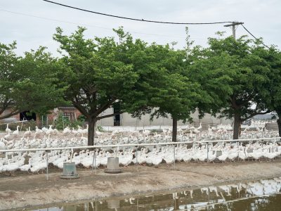 養鵝業在臺灣，從早期常見的農家副業，演變成規模化產業。（攝影╱吳尚鴻）