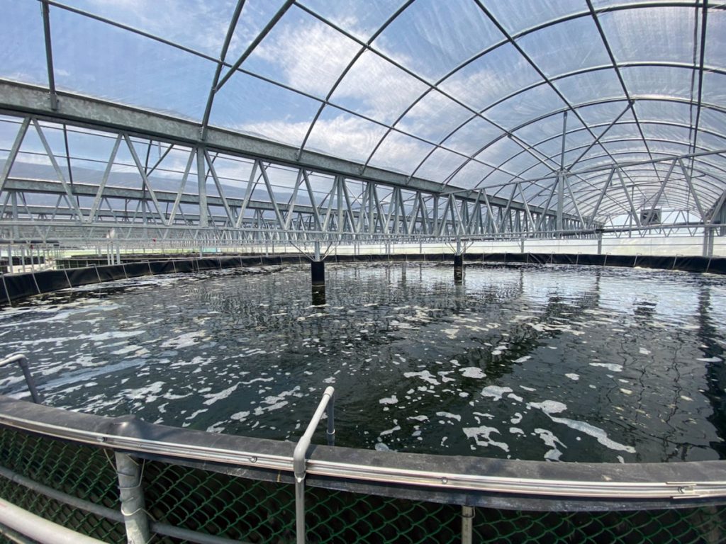 位於花蓮的成大草蝦種蝦量產中心溫棚式養殖池,可面對極端氣候挑戰。