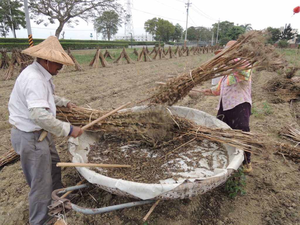 傳統胡麻工人，進行打麻脫粒的採收過程。