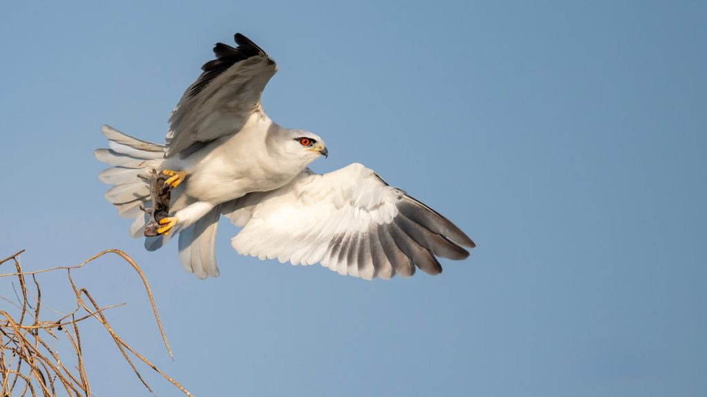 黑翅鳶捕鼠的英姿。(攝影 Oguenaydin on Adobe Stock)