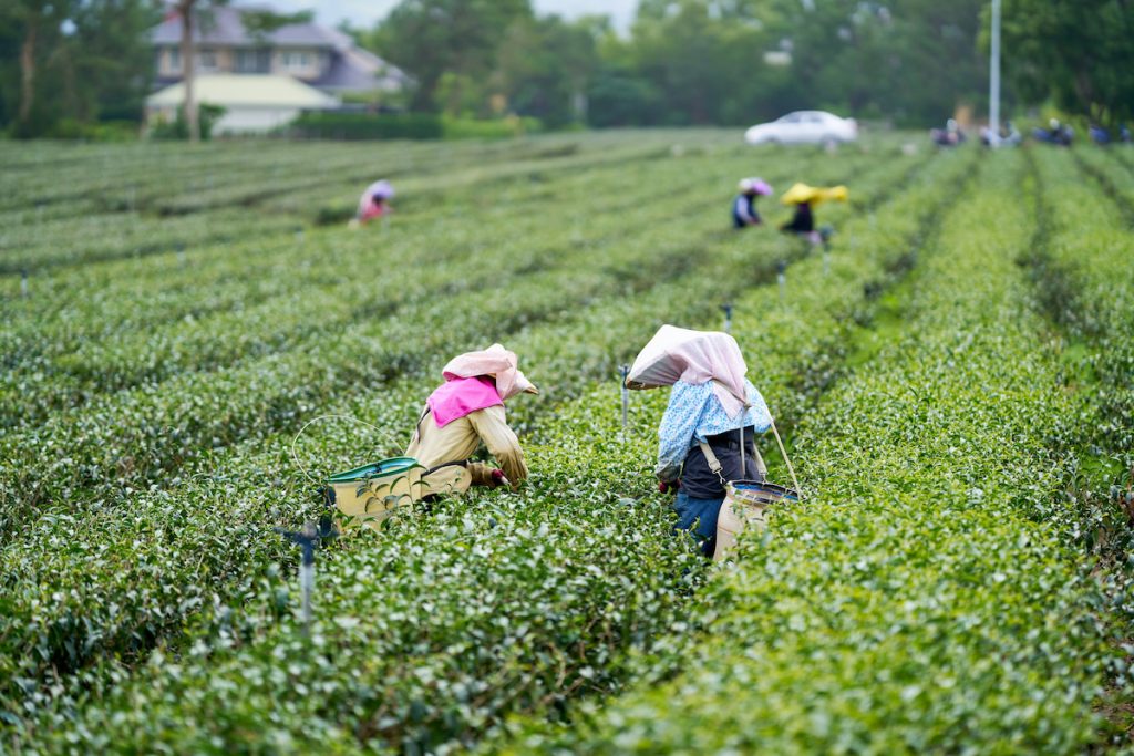 鹿野的茶農在晨光中採摘新芽。