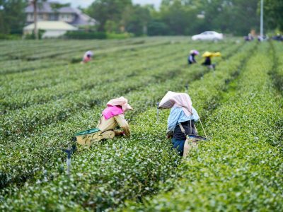 鹿野的茶農在晨光中採摘新芽。