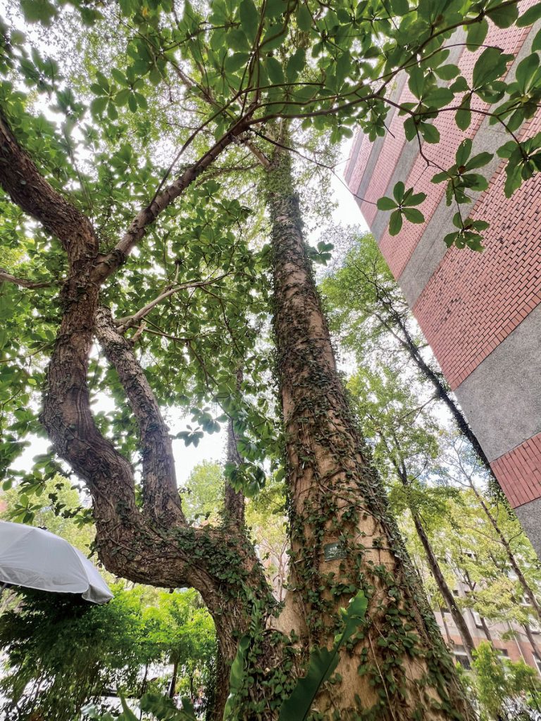 奇異的嫁接木景觀,左方樹幹是欖仁砧木重新冒出的樹幹,通直而上的則是小葉欖仁。