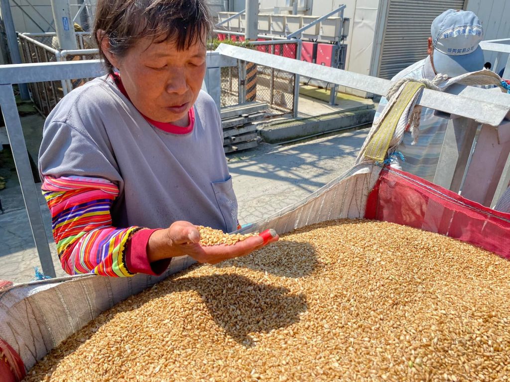 契作麥農篩選穀粒,收斂亂度,提供品質穩定的原物料給加工廠。