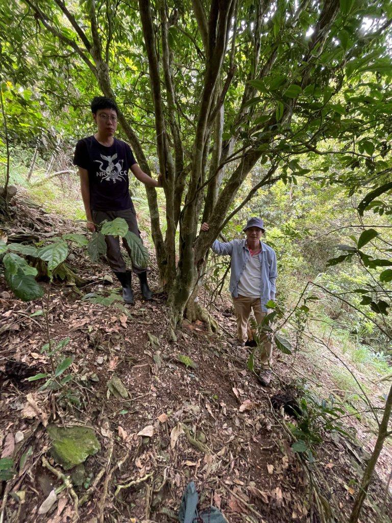 研究人員深入山林尋找臺灣山茶,圖為寶山的山茶樹。