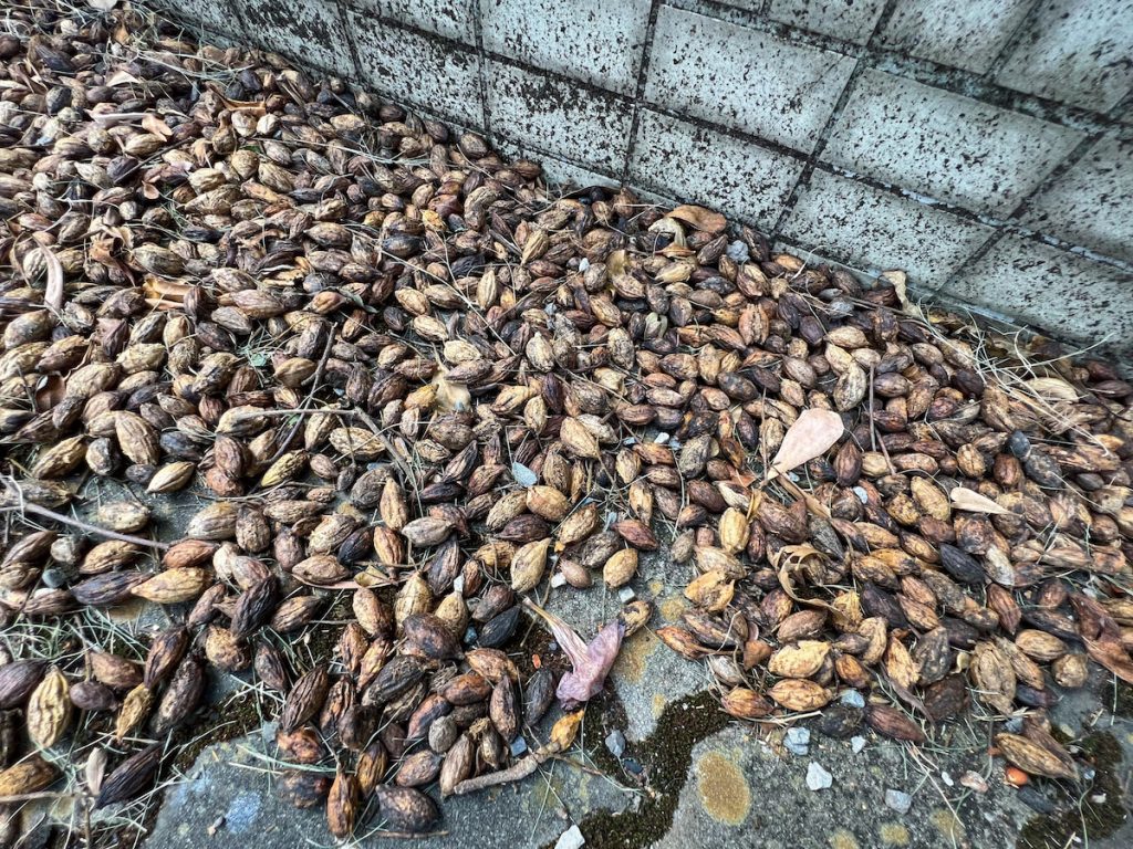 小葉欖仁滿地的乾燥落果,大小剛好是變色龍可以吞嚥的尺寸。