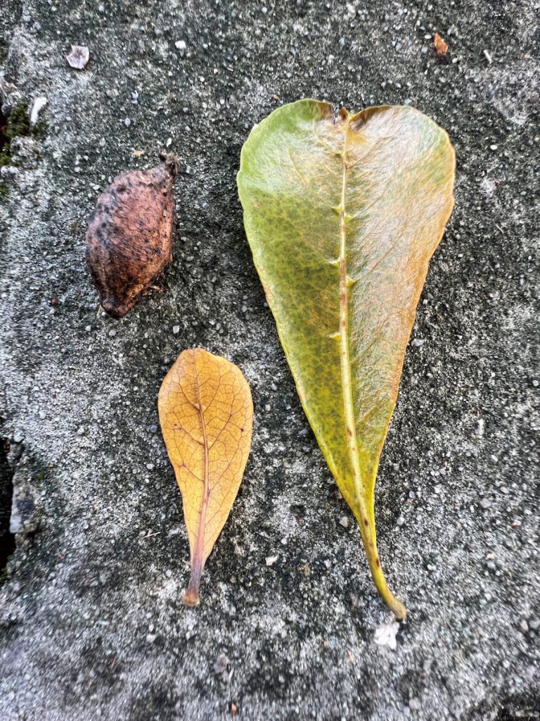 小葉欖仁的落葉與落果,葉脈上的突起是與蟎類共生的構造。