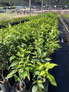 山茶苗的培育朝向保種園區發展。