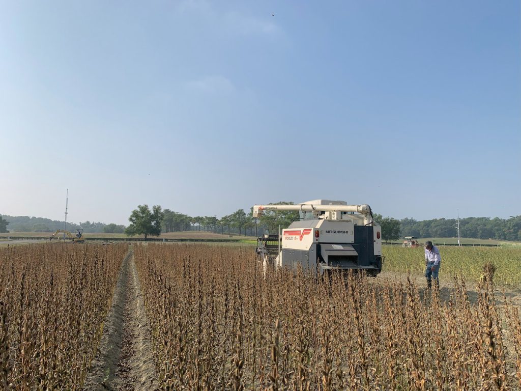 機械採收前須先讓植株適當乾燥並調整部分機械構造及適合胡麻採收參數。