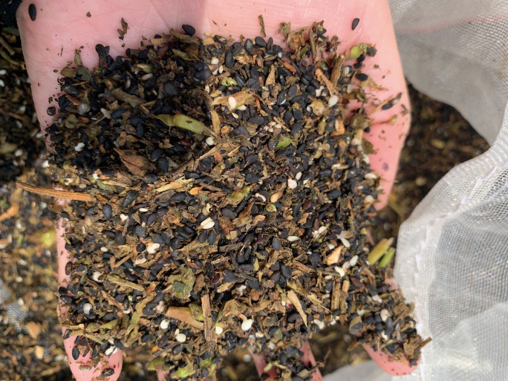 機械採收試驗初期，種子採收含水率、夾雜率及破損率皆高。