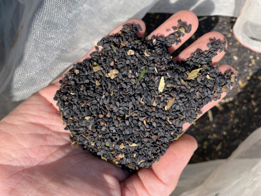 機械採收試驗經過調整，已可大幅降低種子夾雜率及破損率。