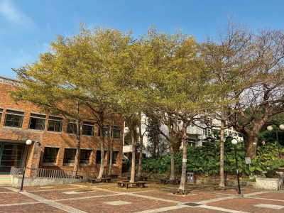 歲末金黃的小葉欖仁，準備燦爛地落葉。