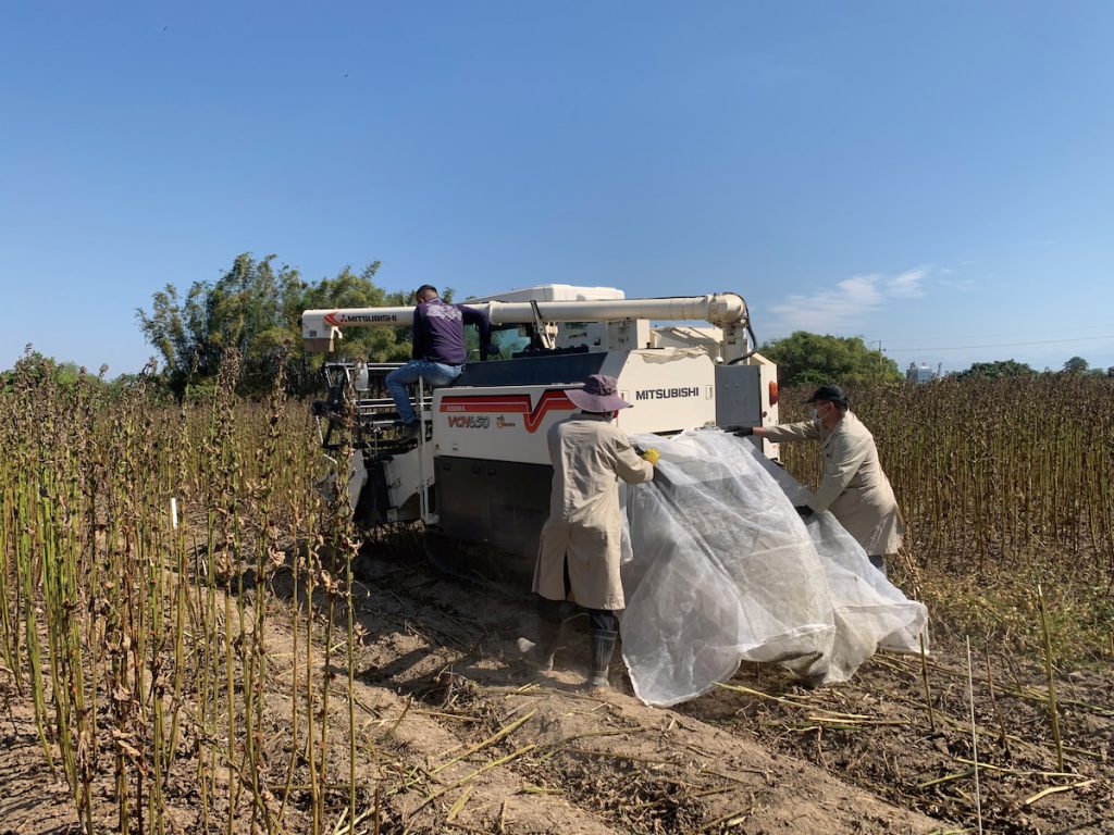 田間機械採收調查時，研究團隊人員在機械後端接取雜質取樣情形。