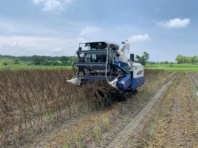 胡麻臺南2 號以聯合收穫機採收情形。