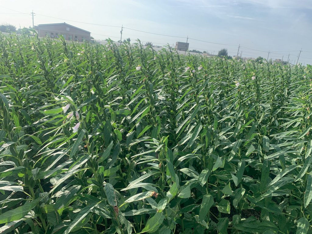 胡麻臺南2號植株生長情形。
