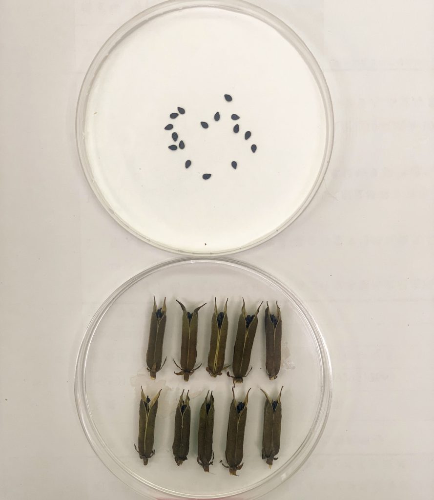 胡麻臺南2號的種子及蒴果。