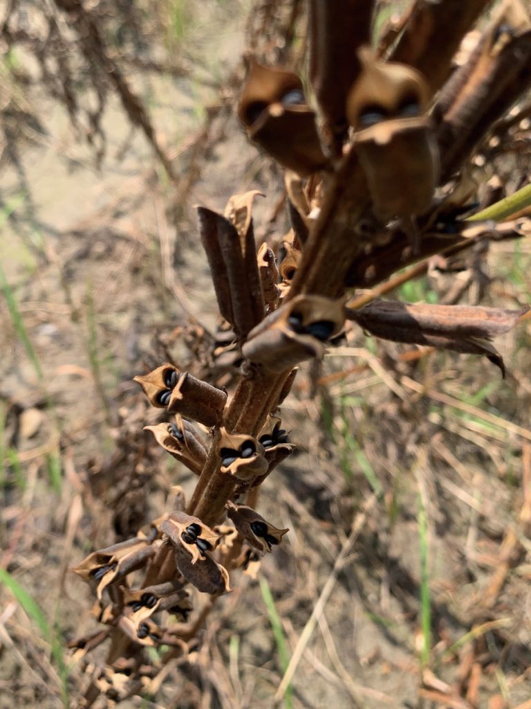胡麻臺南2號種蒴果開裂種子不易有掉粒情形。
