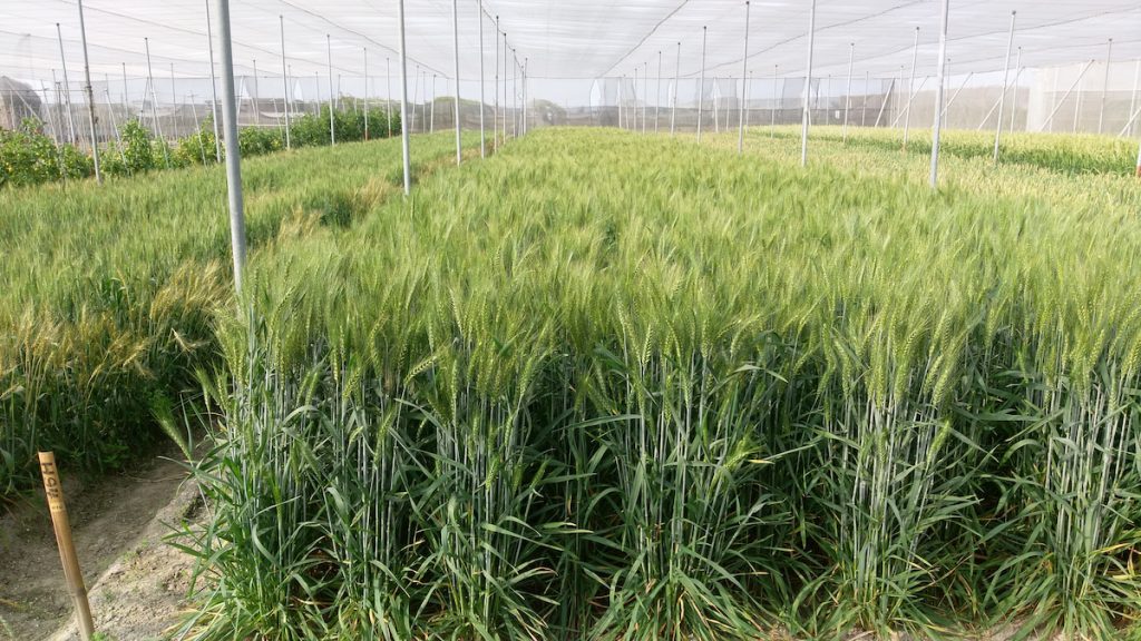 臺中三十六號小麥植株分蘗能力佳,產量高。