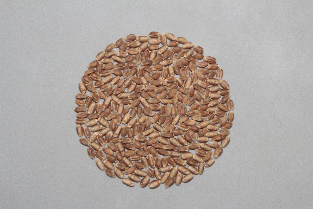 臺中選二號原麥粒。