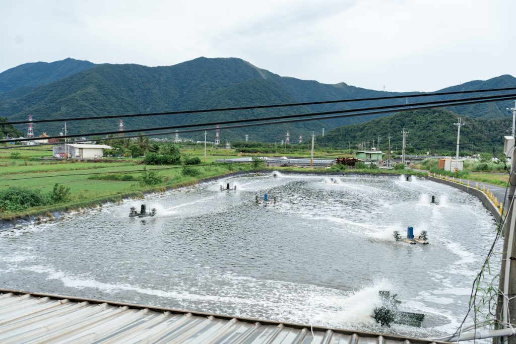 南澳養殖戶,多數會在土池中設置多達8臺水車,相較於其他地區常見的2~4臺,形成當地獨特的養殖特色,也讓蝦隻的生長表現更加良好。