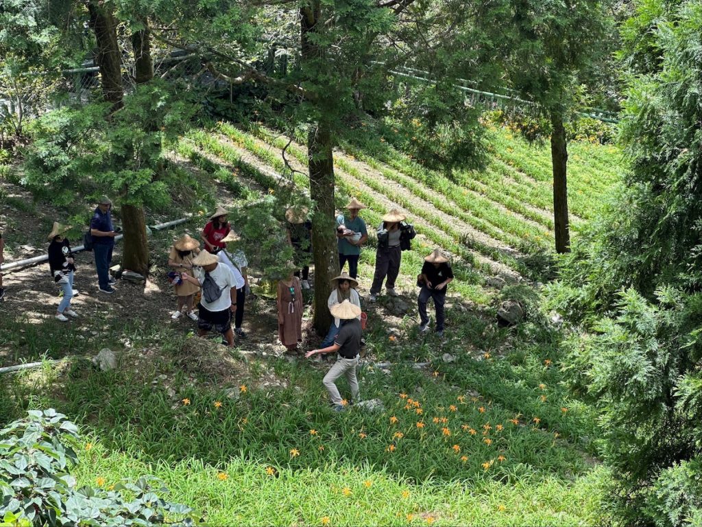 金針山休閒農業區,金針食農體驗,親手摘下土地的味道。