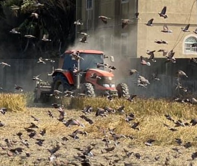 鳥害是麥農最大的噩夢。