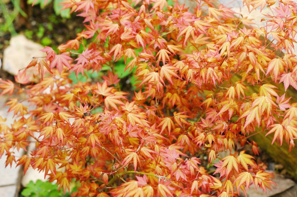 楓葉葉形別緻且顏色鮮豔，具有相當高的觀賞價值。