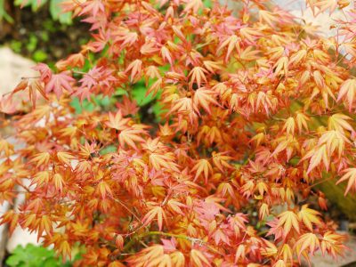 楓葉葉形別緻且顏色鮮豔，具有相當高的觀賞價值。