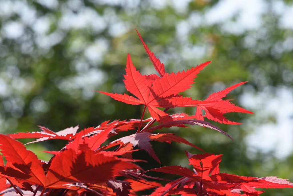 鮮豔的紅色,是許多民眾對於楓葉的第一印象。