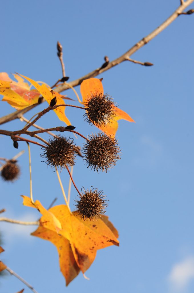 楓香的果實呈現球型,是葉片生長情況之外,與楓葉的最主要區別之一。