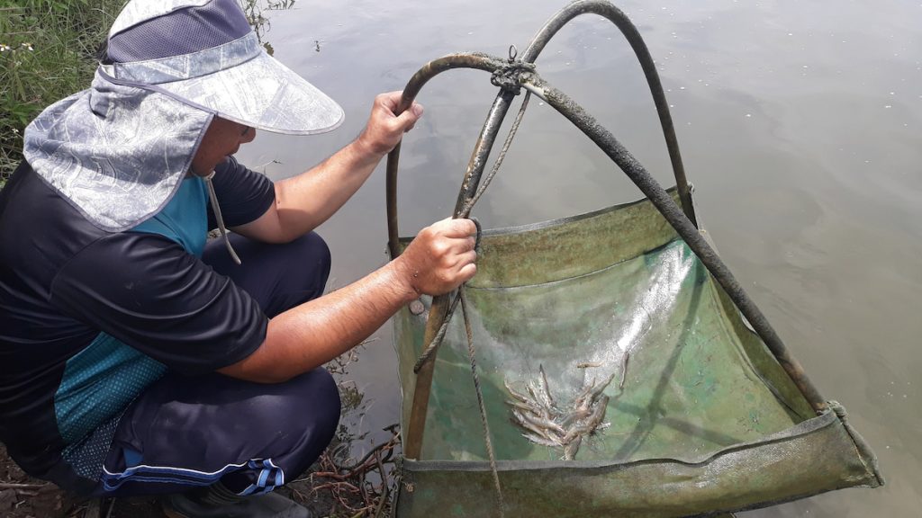 即使產值、產量不比當年「養蝦王國」的榮景，養蝦業仍是臺灣水產養殖重要的一頁篇章。（圖片提供╱豐年社資料照片）