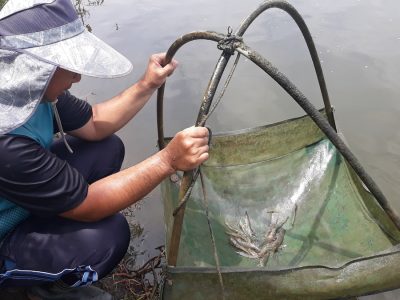 即使產值、產量不比當年「養蝦王國」的榮景，養蝦業仍是臺灣水產養殖重要的一頁篇章。（圖片提供╱豐年社資料照片）