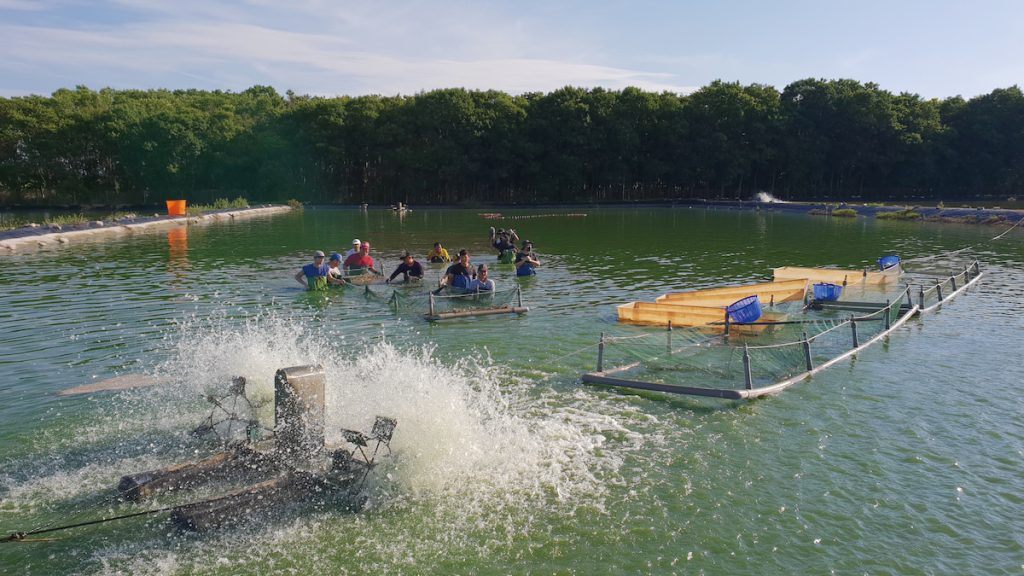 陳家的養蝦場位在高樹，水源保護區的乾淨水源是獨特優勢。（圖片提供╱陳怡儒）