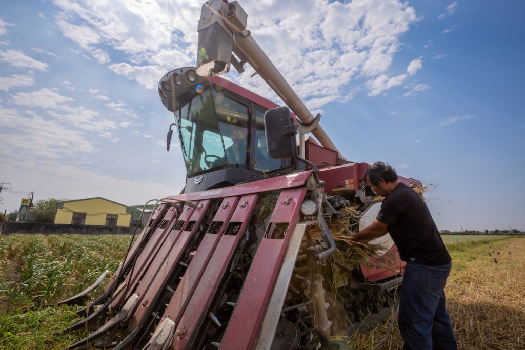收割小麥的盛況。