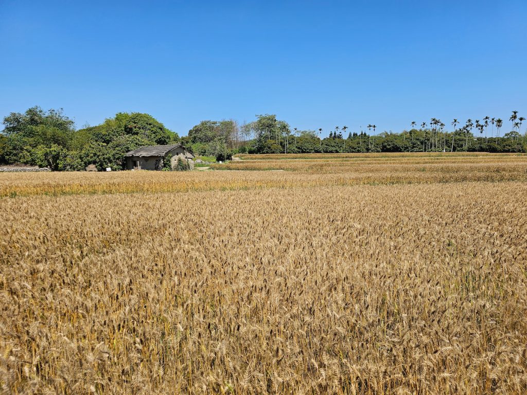 大雅麥田好風光。